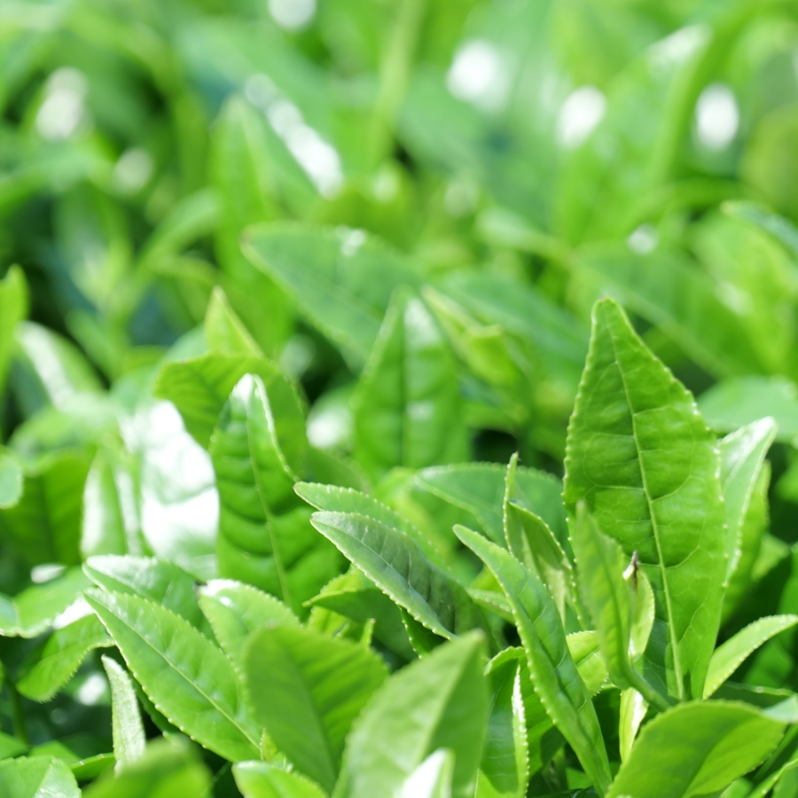 新茶