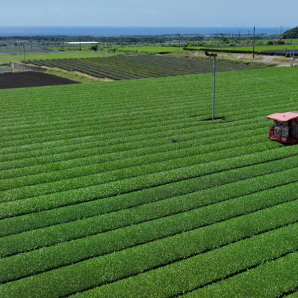 茶師が製茶した各地の銘茶を味比べ